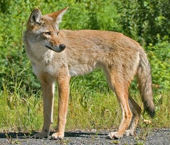 coyote_3261np.jpg