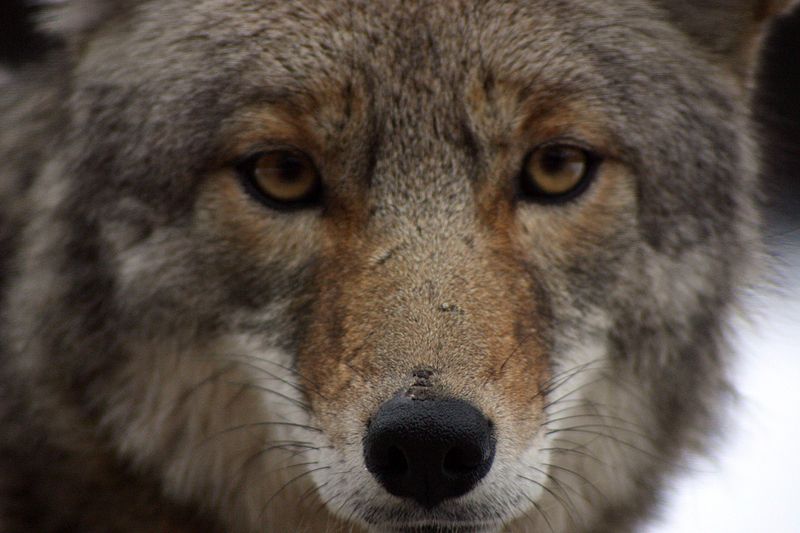 coyote_closeupwikimediacommons.jpg