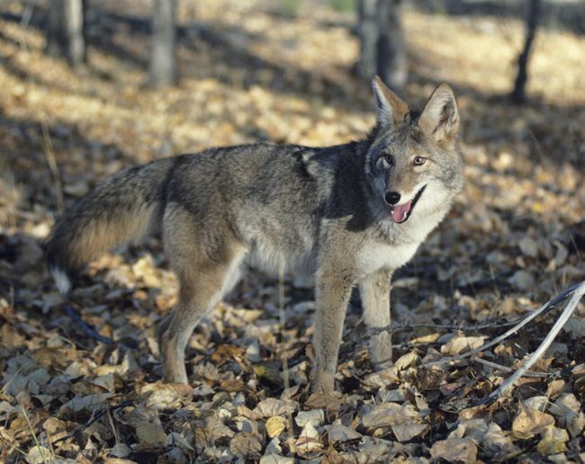 coyote_grey_1.jpg