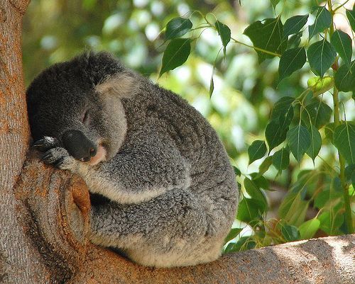 cozy-sleeping-koala_1.jpg