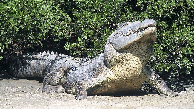 crocodile-13.jpg