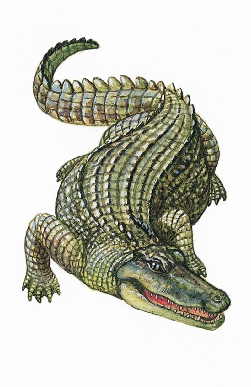 crocodile-14.jpg
