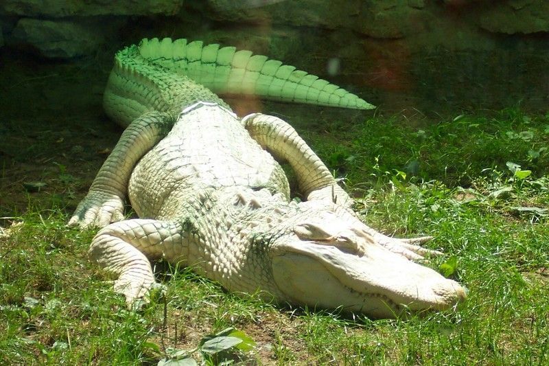 crocodile-15.jpg