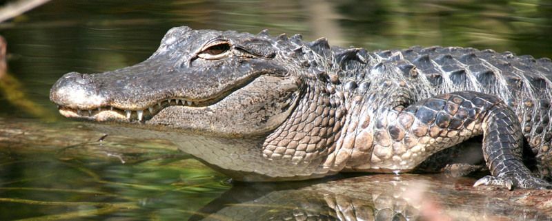 crocodile-18.jpg