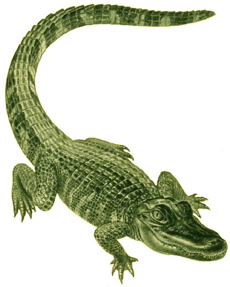 crocodile-19.jpg