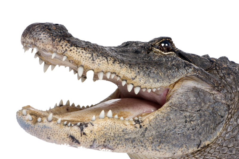 crocodile-2.png