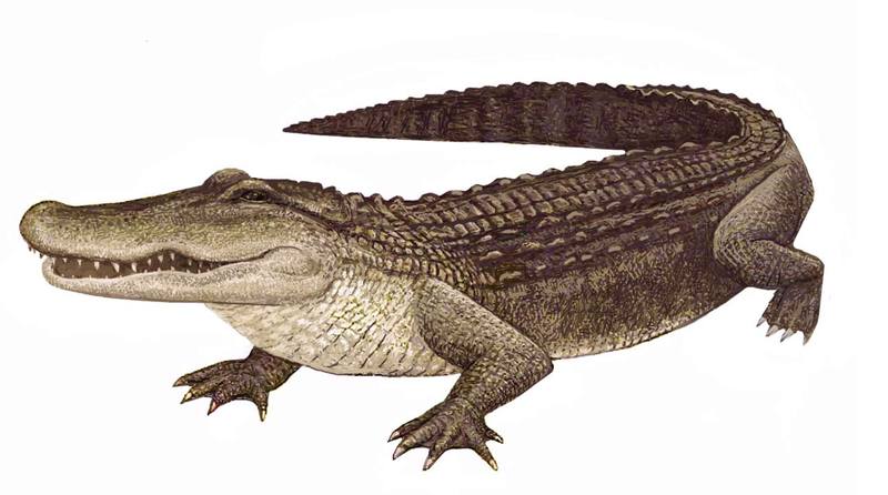 crocodile-21.jpg