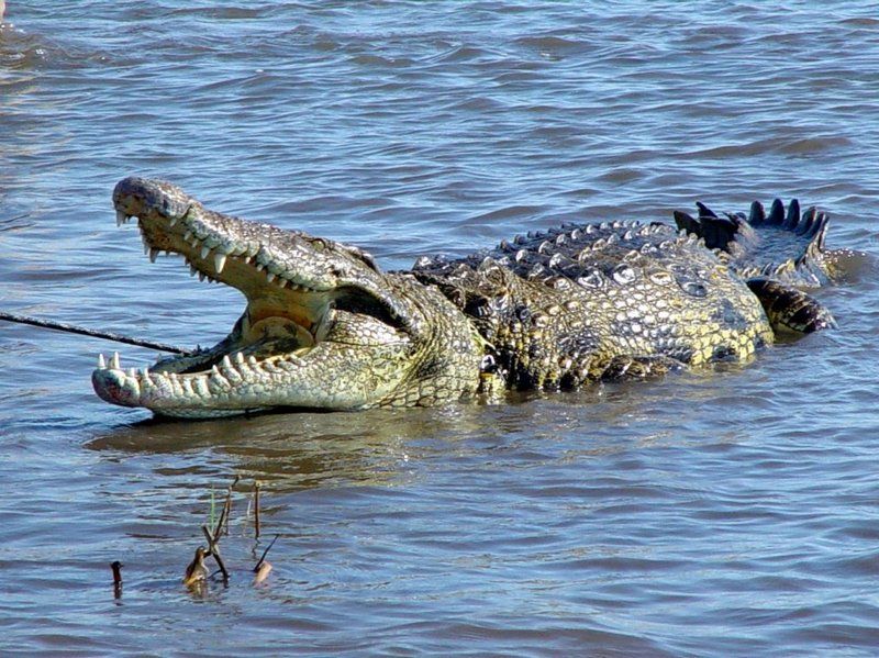 crocodile-22.jpg