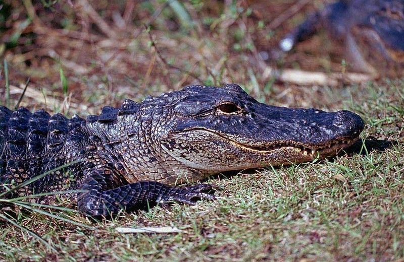 crocodile-24.jpg