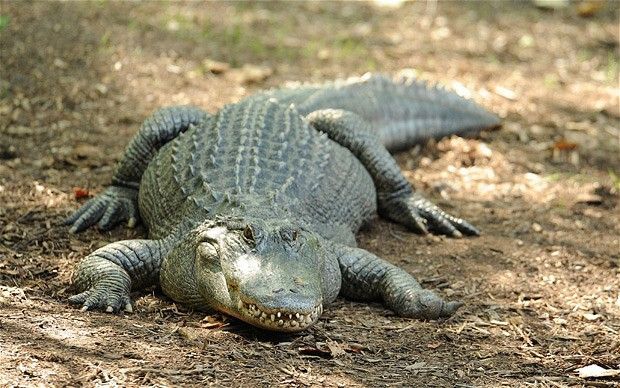 crocodile-25.jpg