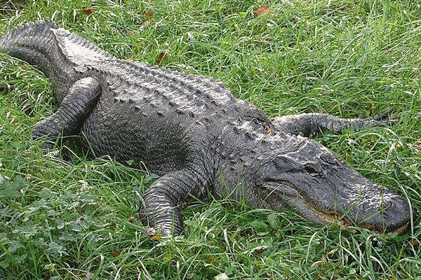 crocodile-29.jpg