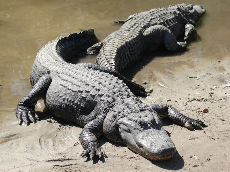 crocodile-35.jpg