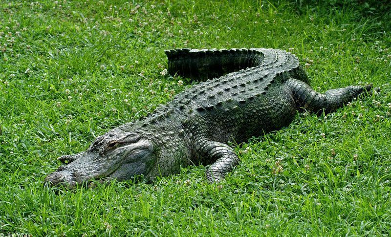 crocodile-36.jpg