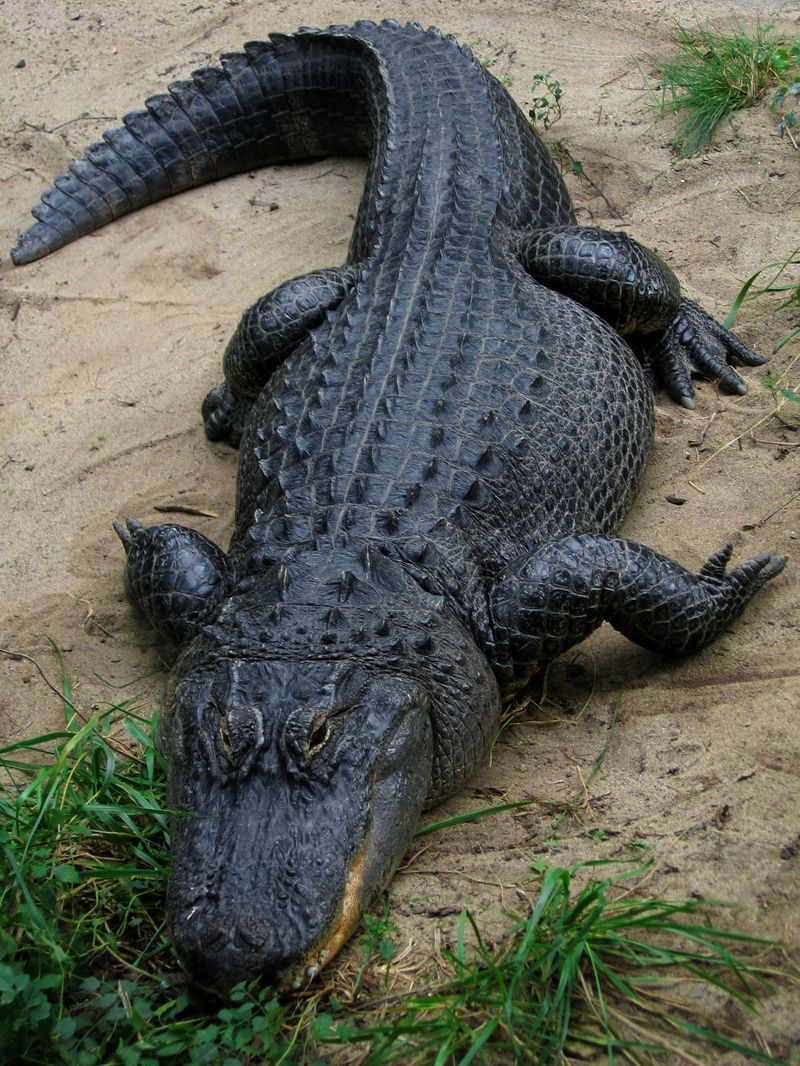 crocodile-37.jpg
