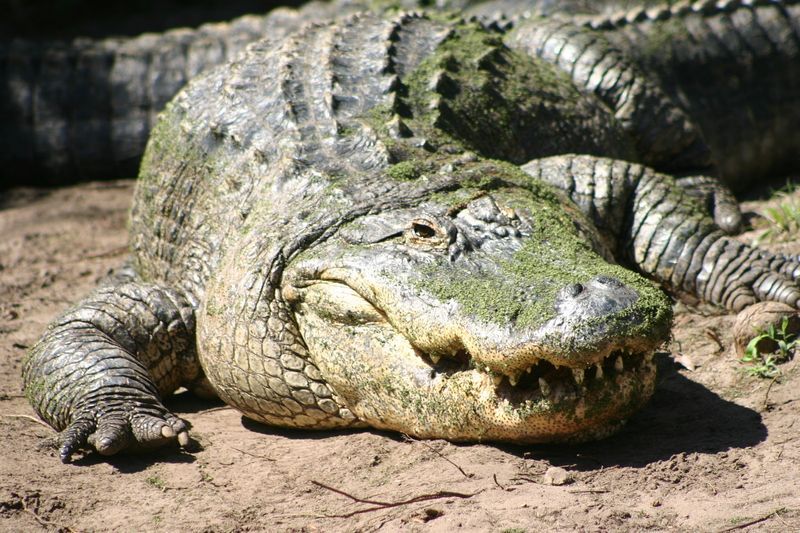 crocodile-38.jpg