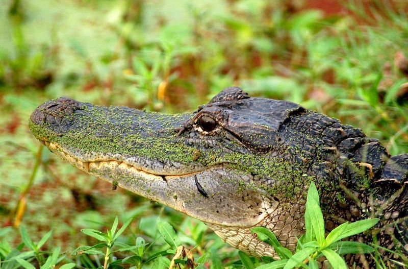 crocodile-40.jpg