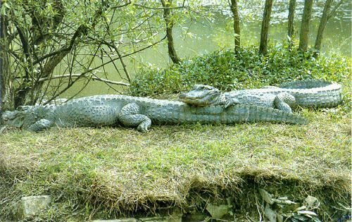 crocodile-46.jpg