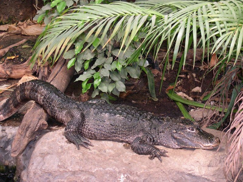 crocodile-47.jpg