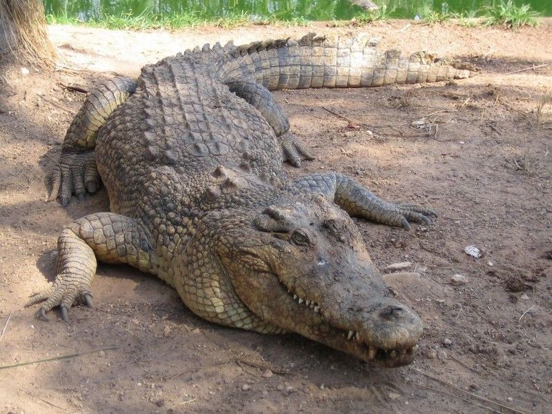 crocodile-52.jpg