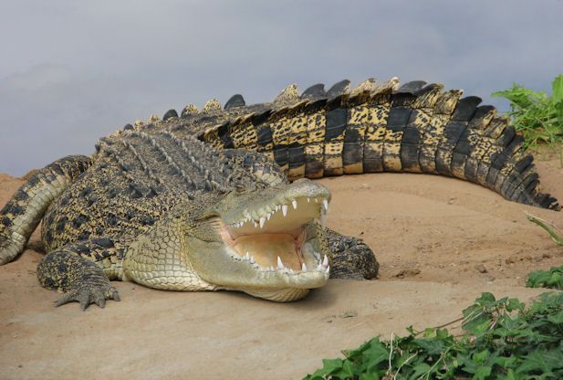 crocodile-53.jpg