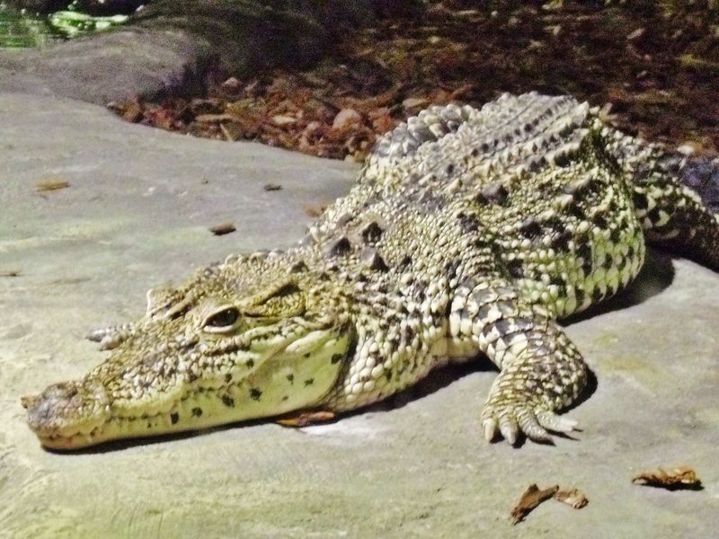 crocodile-54.jpg