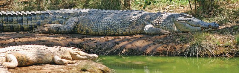 crocodile-61.jpg