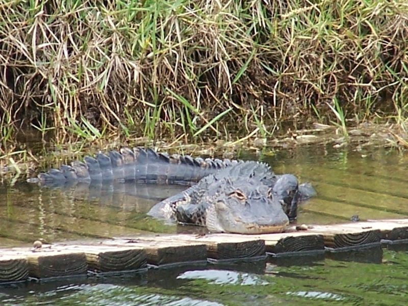 crocodile-63.jpg