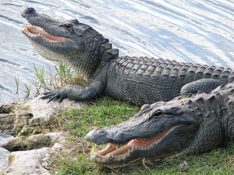 crocodile-65.jpg