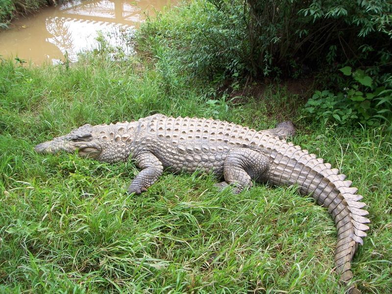 crocodile-69.jpg