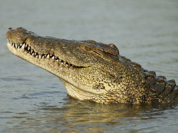 crocodile-70.jpg