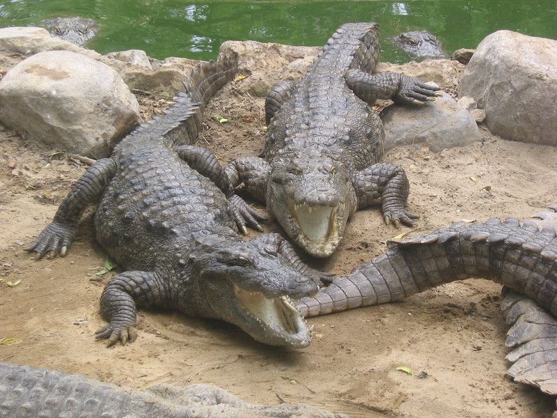 crocodile-71.jpg