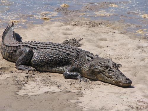 crocodile-73.jpg