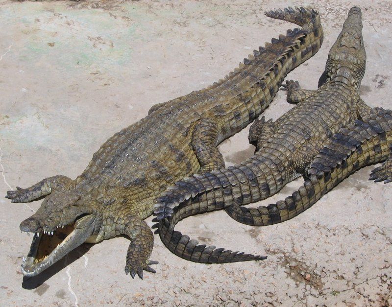 crocodile-74.jpg