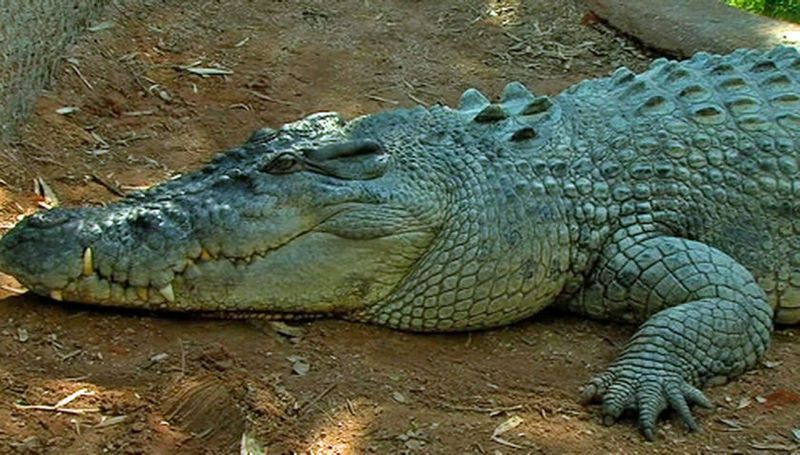 crocodile-75.jpg