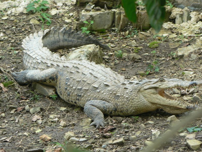 crocodile-76.jpg
