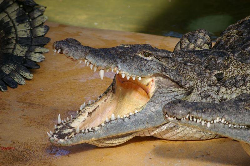 crocodile-8.jpg