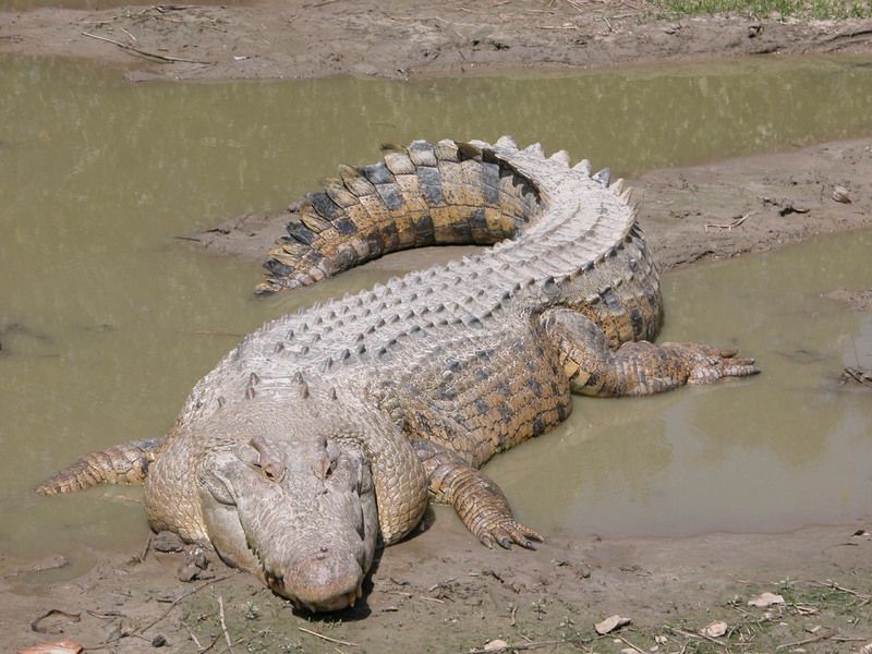 crocodile-80.jpg