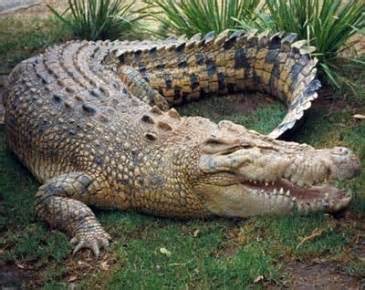 crocodile-88992.jpg