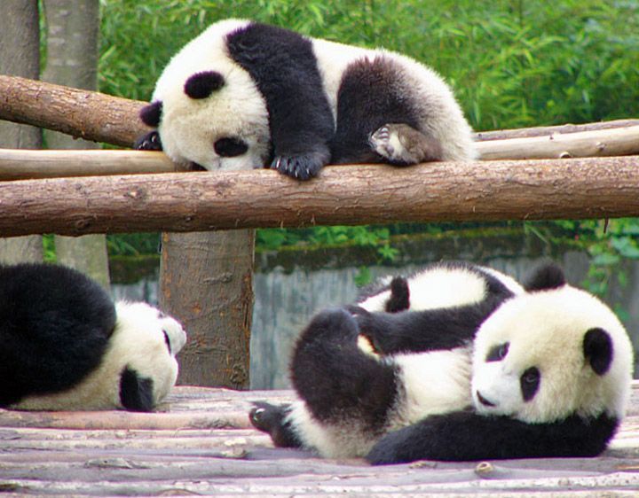 cute-baby-panda-011.jpg