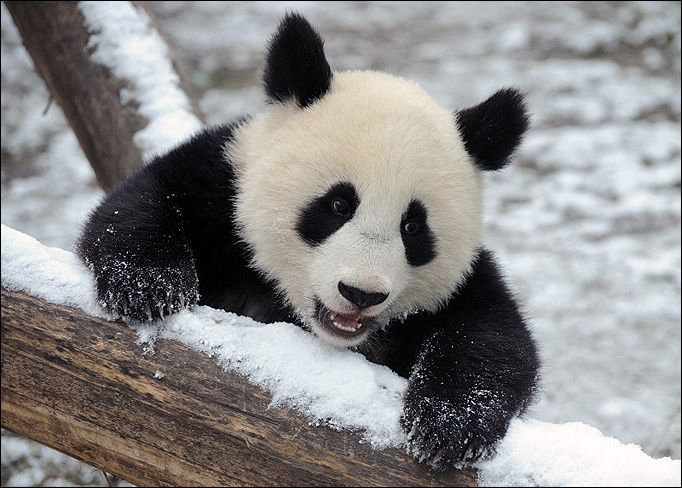 cute-baby-panda-012.jpg