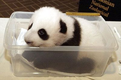 cute-baby-panda-014.jpg