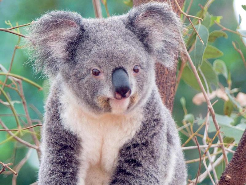 cute-koala-bear-photo-1_1.jpg