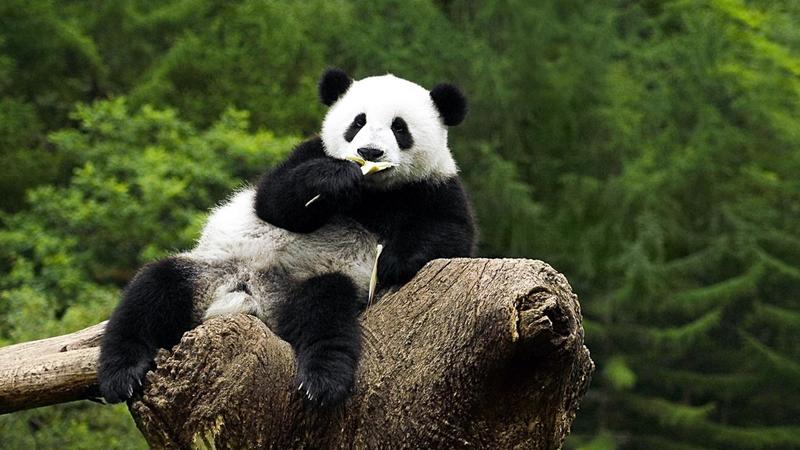 cute-panda-animal-kingdom-277089.jpg