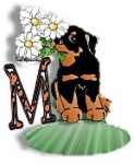 dogM.jpg