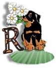 dogR.jpg