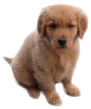 dog_0110.gif