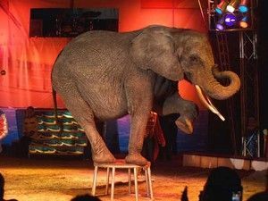 elephant-cirque.jpg