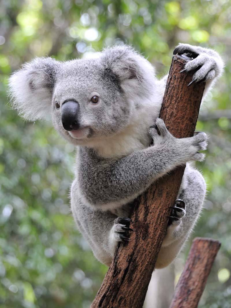 fam-2_koala_lrg_1.jpg