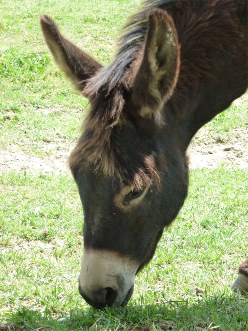 ferme_animaux_ane_01.jpg