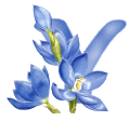 fleur-00095485985949-25.gif